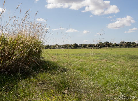 Gutteridge Wood London Wildlife Trust